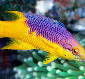 Bodianus Rufus (Hogfish)