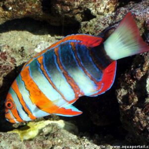 Choerodon Fasciatus (Payaso)