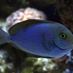 Acanthurus Mata (Mata)