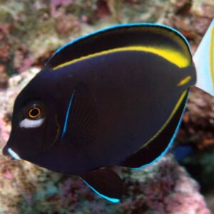 Acanthurus Nigricans (Negro)