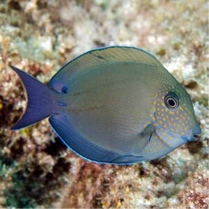 Acanthurus nigrofuscus (Chocolate)