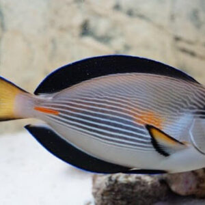 Acanthurus sohal (Sohal)
