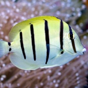Acanthurus triostegus (Tres Espinas)