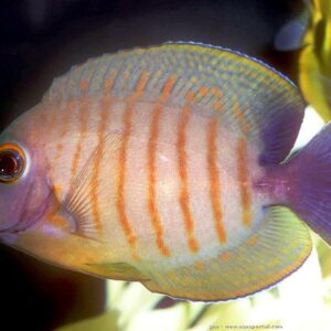 Acanthurus tristis (Triste)