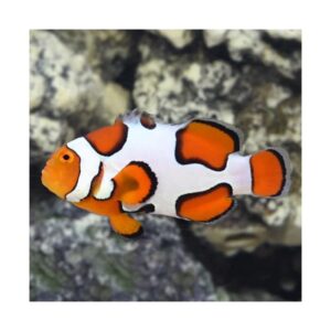 Amphiprion Percula Picasso