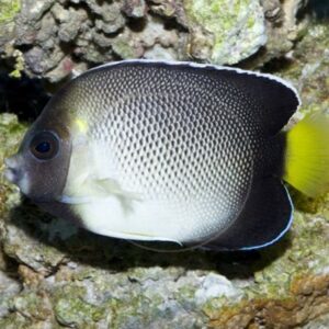 Apolemichthys Xanthurus (Dorado)
