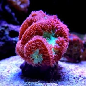 Blastomusa Red & Green (Frag)