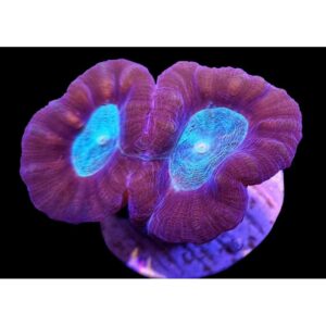 Caulastrea Coca-Cola