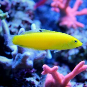 Halichoeres Chrysus (Yellow Coris)