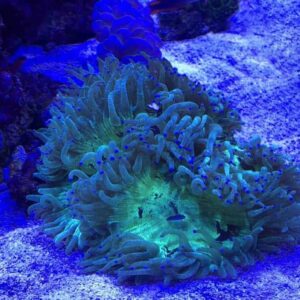 Catalaphyllia Super Giant