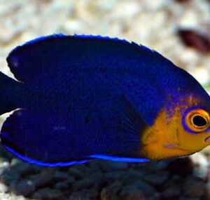 Centropyge Argi (Argi)