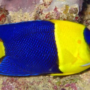 Centropyge Bicolor (Bicolor)