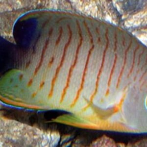 Centropyge Eibli (Eibli)