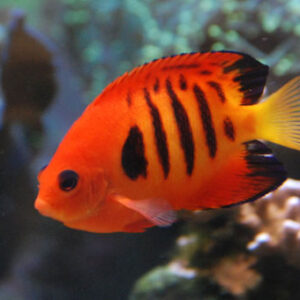 Centropyge Loriculus (Enano Fiyi)