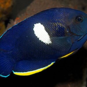 Centropyge Tibicen (Regaliz)