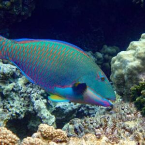 Cetoscarus Bicolor (Loro)