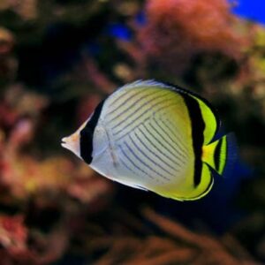 Chaetodon Vagabundus (Vagabundo)