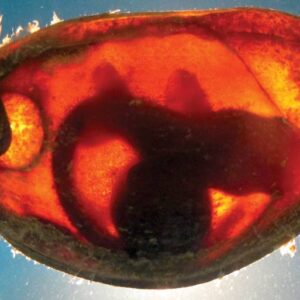 Chiloscyllium punctatum (HUEVO TIBURON BAMBU)