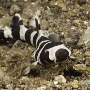 Chiloscyllium punctatum (Tiburón Bambú)