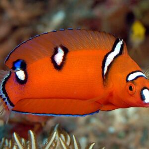 Coris Gaimardensis (Juvenil)