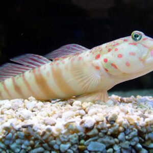 Cryptocentrus Leptocephalus