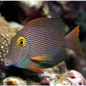 Ctenochaetus strigosus (Rayado)