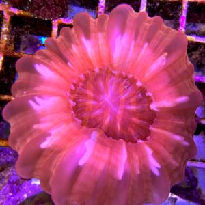 Cynarina Lacrymalis Red