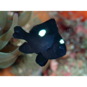 Dascyllus Trimaculatus (Tres Manchas)