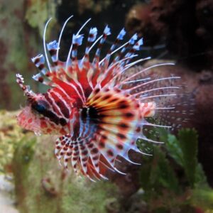 Dendrochirus Brachypterus (Rayado)