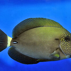 Acanthurus Maculiceps (Cabeza Manchada)