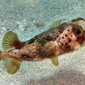 Diodon Holocanthus (Erizo)