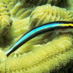 Elacatinus Evelinae (Neón)