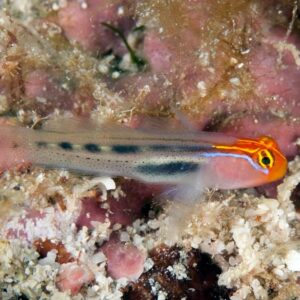 Elacatinus Puncticulatus