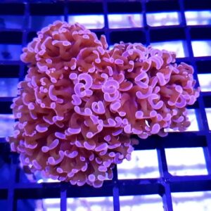 Euphyllia Ancora Pink
