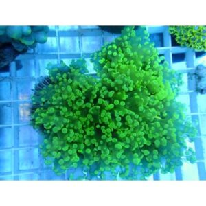 Euphyllia Divisa Verde