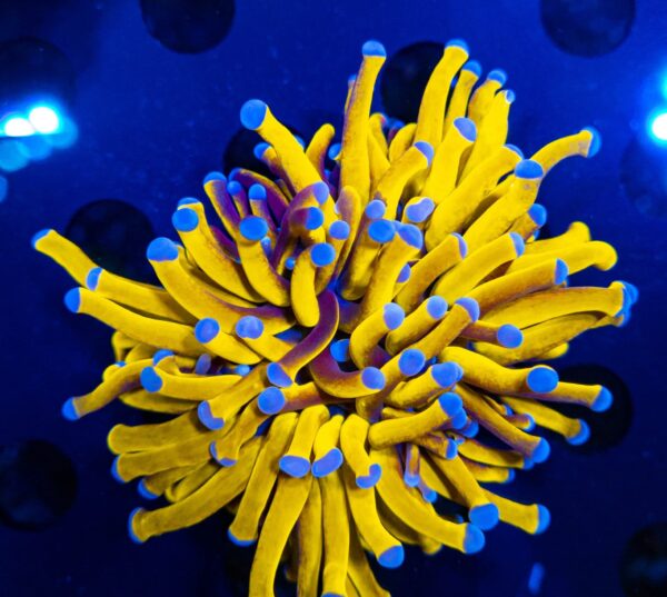 Euphyllia Glabrescens Golden Torch 24K