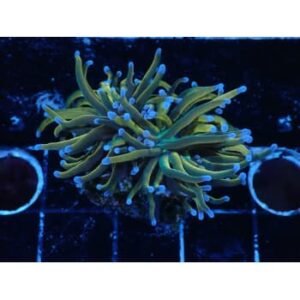 Euphyllia Glabrescens Holy Grail USA Style