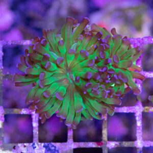 Euphyllia Parancora Green-Purple