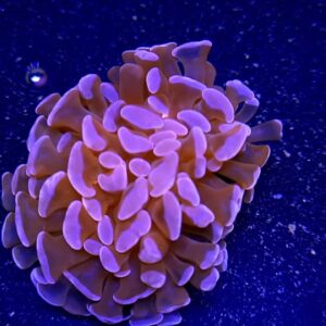 Euphyllia Parancora Pink