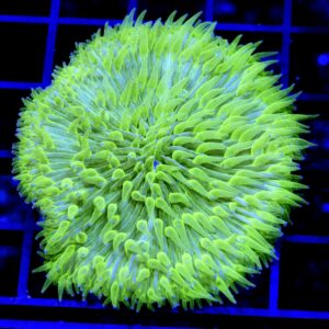 Fungia Ultra Neon Polyps