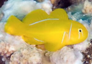 Gobiodon Citrinus (Cítrico)