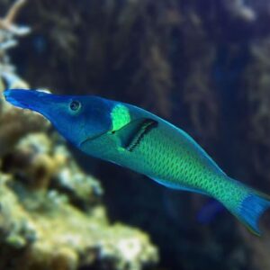 Gomphosus Caeruleus (Macho)