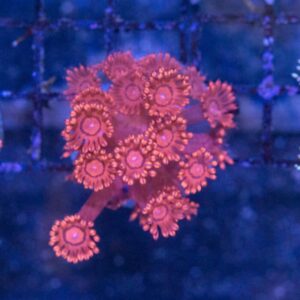 Goniopora Red