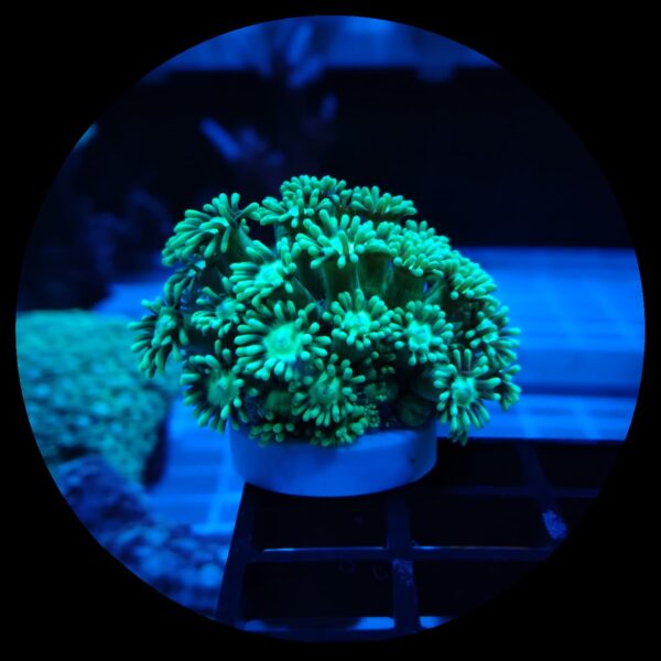 Goniopora Verde