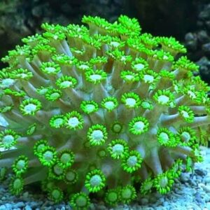 Goniopora Verde Fluor