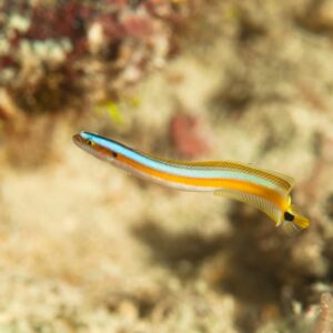 Gunnelichthys Curiosus (Gunelos)