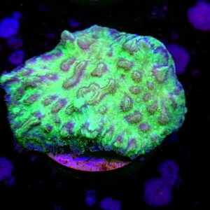 Hydnophora Blueberry