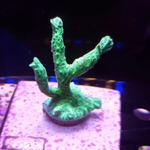 Hydnophora Verde Fluor