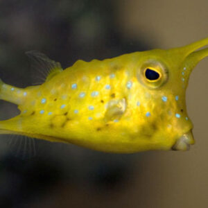 Lactoria cornuta (Vaca)