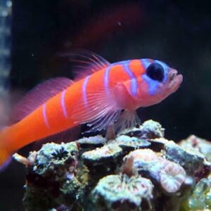 Lythrypnus Dalli (Neón)